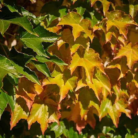 بيت ضيافة Bel Air Des Landes 4*